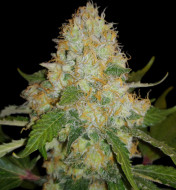 Black Domina Regular