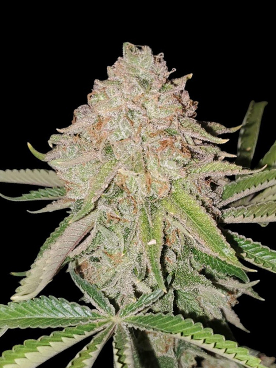 Cookies Kush