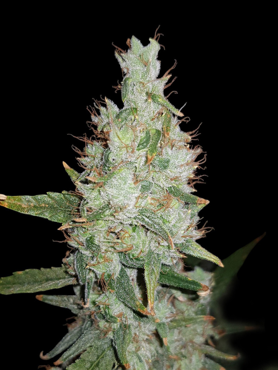 Hawaiian Snow Auto