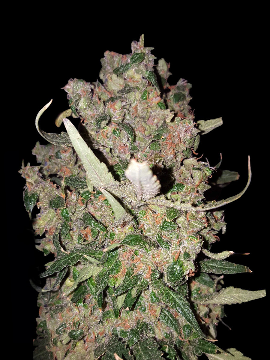 Mendo Breath Auto