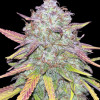 Strawberry Zkittlez Auto