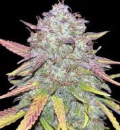 Strawberry Zkittlez Auto