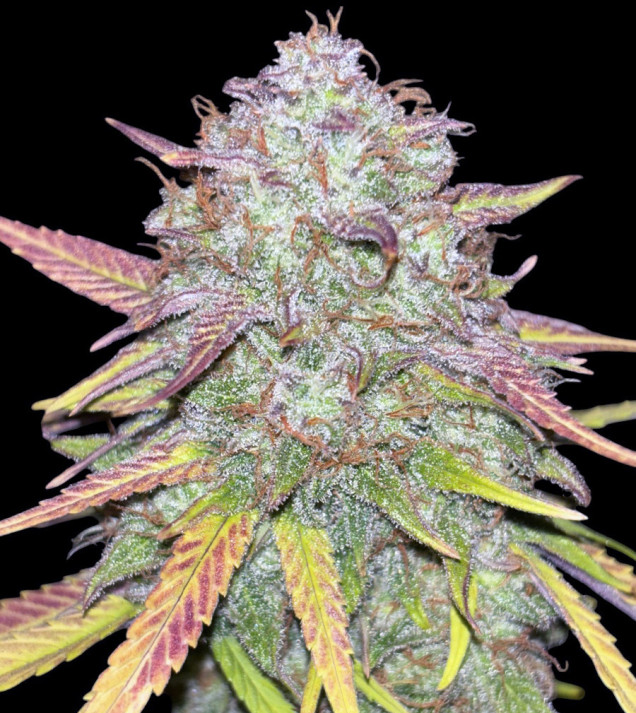 Strawberry Zkittlez Auto