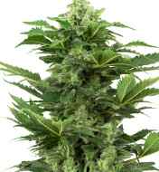 Afghan Pearl CBD Auto