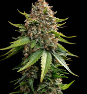 White Widow XXL Auto