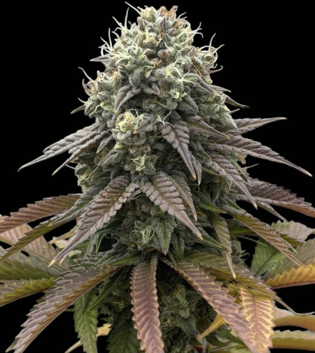 Tahoe OG