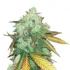 Alien Gorilla Glue