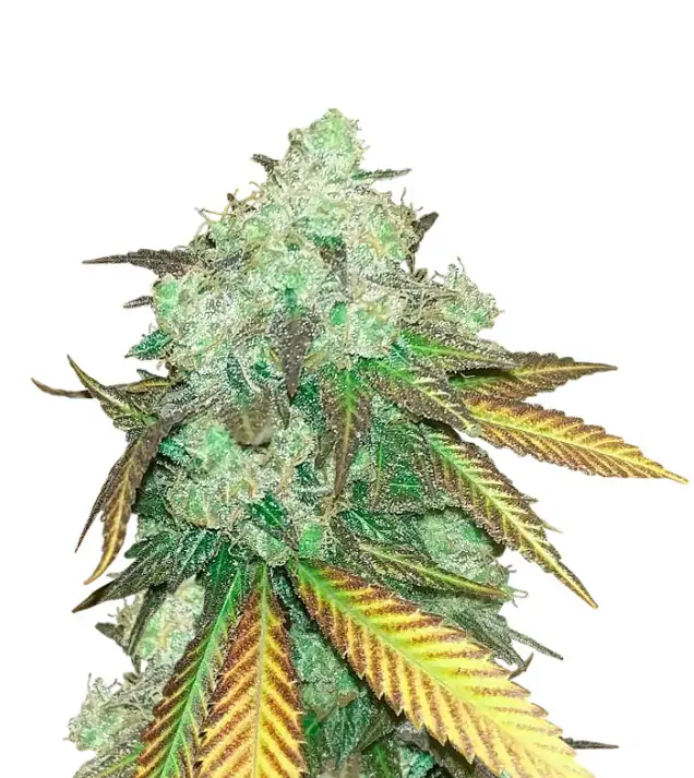 Alien Gorilla Glue