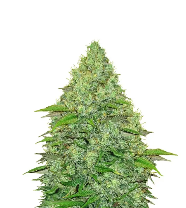 Amnesia Kush Auto