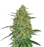 Banana Kush Auto