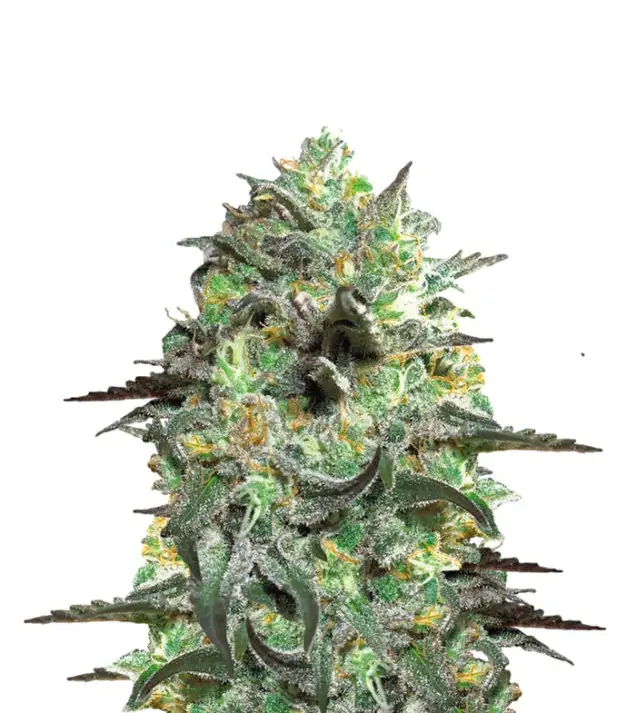 Banana Punch