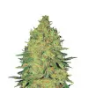 Banana Zkittlez