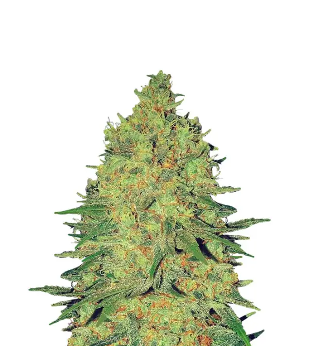 Banana Zkittlez