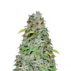 Bubblegum Sherbet