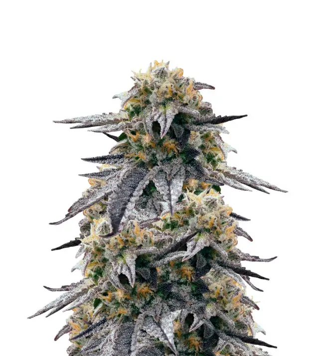 Candyland