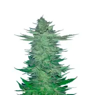 Do-Si-Dos Regular