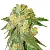 Exodus Cheese