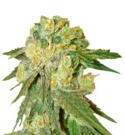 Exodus Cheese