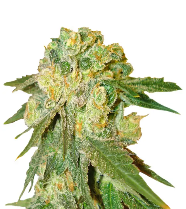 Exodus Cheese