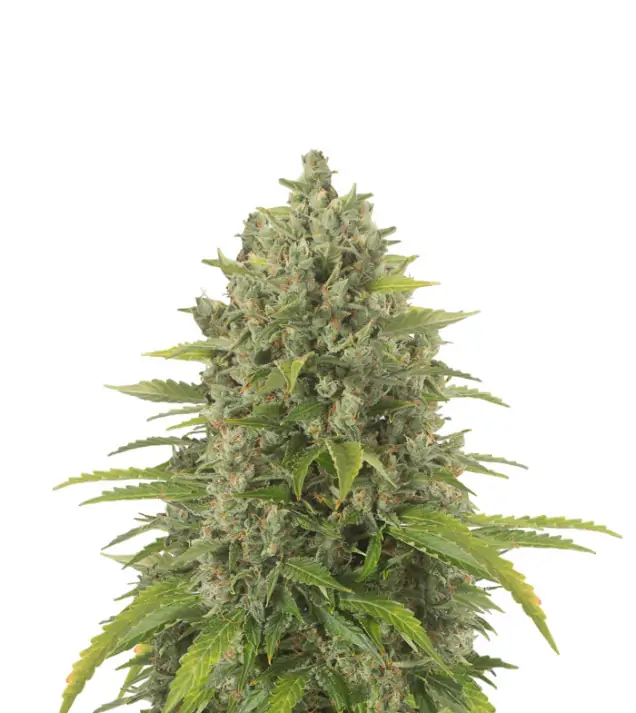 Green Crack