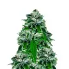 Kush Mints Regular