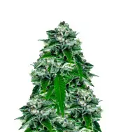 Kush Mints Regular