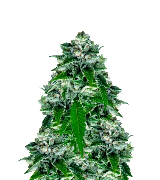 Kush Mints Regular