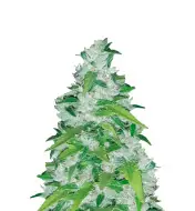 Master Kush Regular