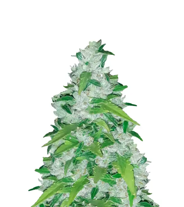 Master Kush Regular
