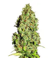NY Diesel Auto
