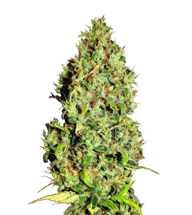 NY Diesel Auto