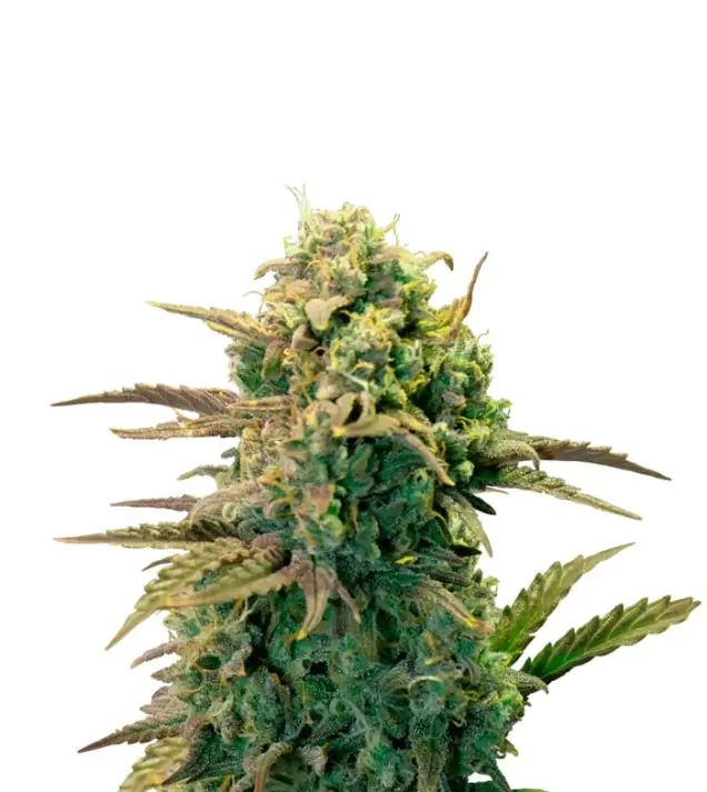 NYC Diesel