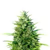 NYC Diesel Regular