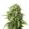 Pineapple Chunk