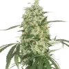 Pineapple Kush
