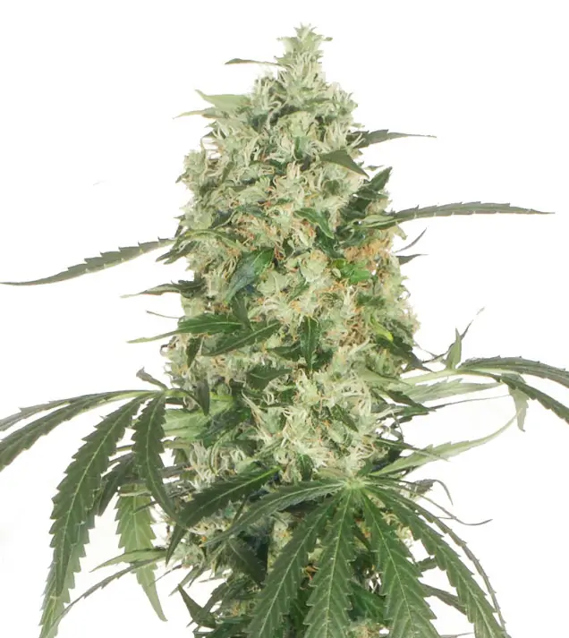 Pineapple Kush