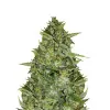 Strawberry Diesel