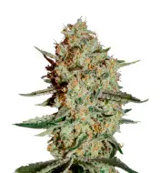 Super Critical