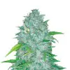 Super Lemon Haze