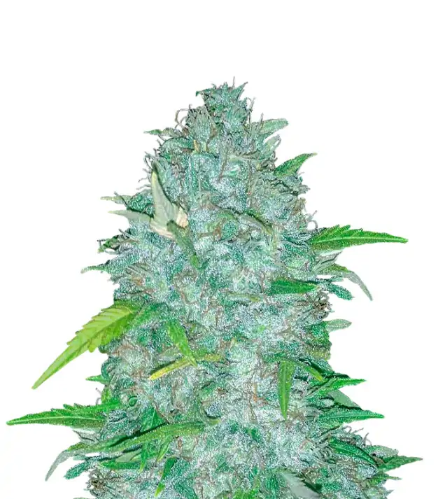 Super Lemon Haze