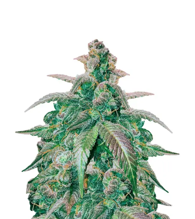 Trainwreck Fast