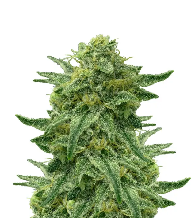 Trainwreck