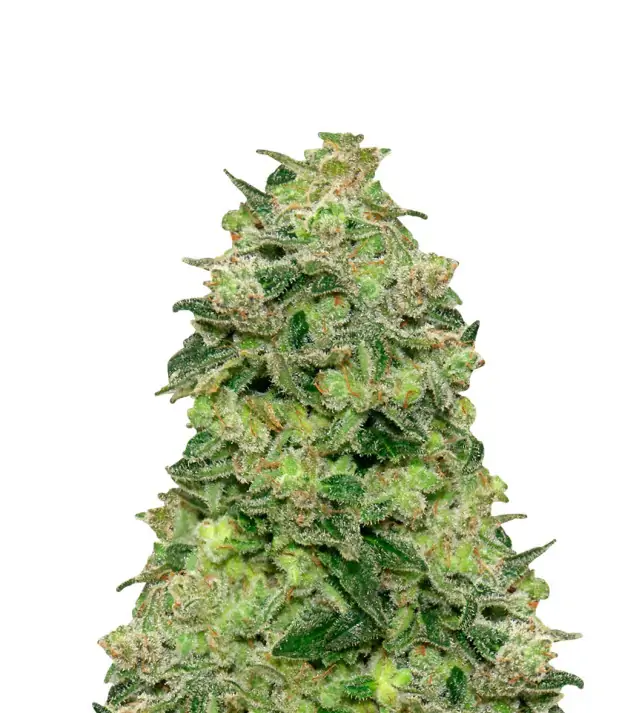 White Rhino