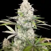 Skywalker OG Gelato Auto - Bonus
