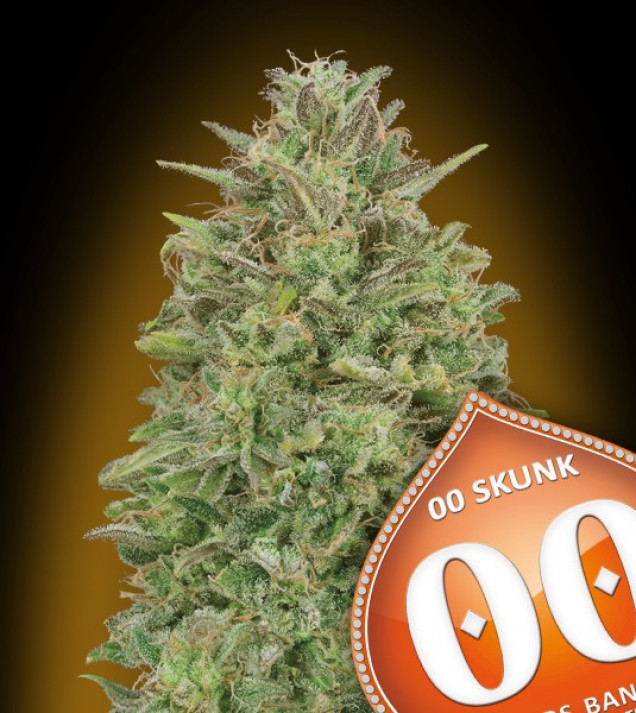 00 Skunk AUSVERKAUF