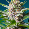 Purple Punch OG AUSVERKAUF