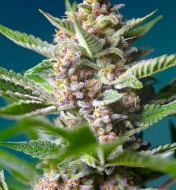 Purple Punch OG AUSVERKAUF