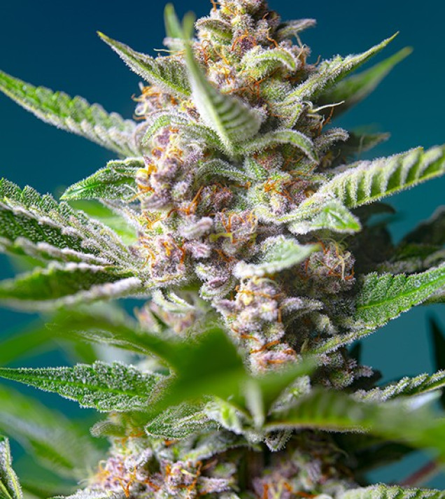 Purple Punch OG AUSVERKAUF