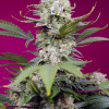 Sweet Mandarine Zkittlez XL Auto AUSVERKAUF