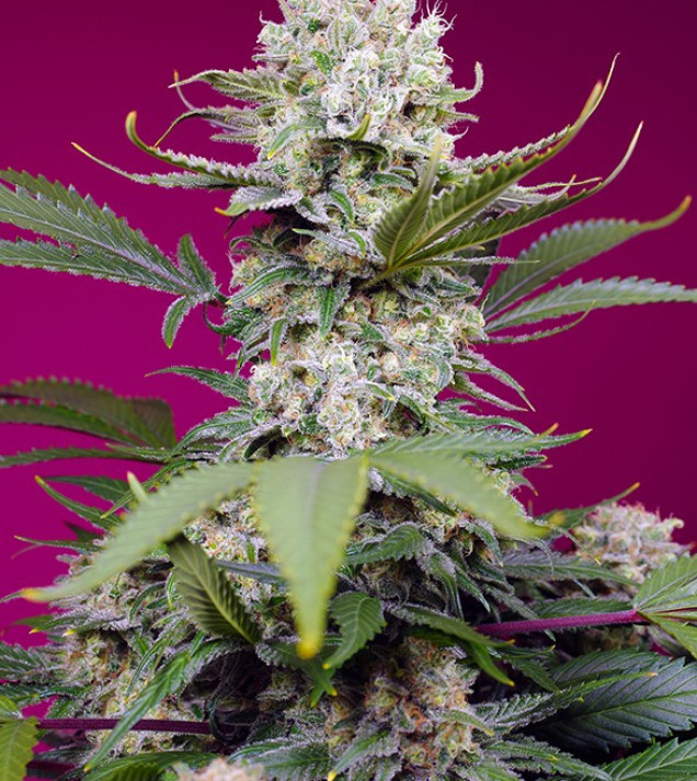 Sweet Mandarine Zkittlez XL Auto AUSVERKAUF
